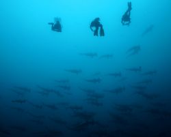 Hammerheads with three divers in Malpelo Island, Colombia. by Ofer Ketter 